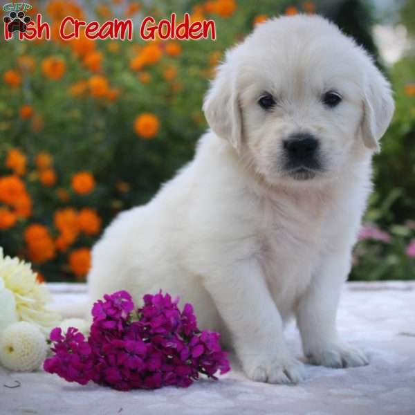 Cruella, Golden Retriever Puppy